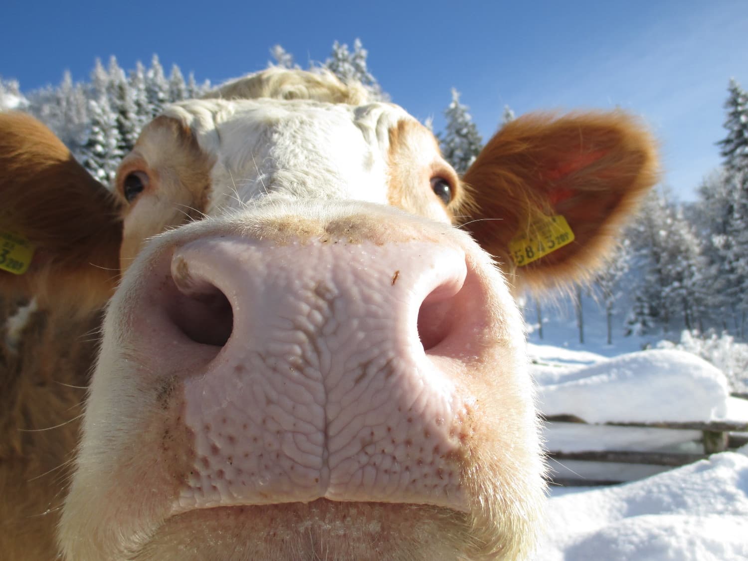 BIO-BAUERNHOF GERLHOF - Bild 2
