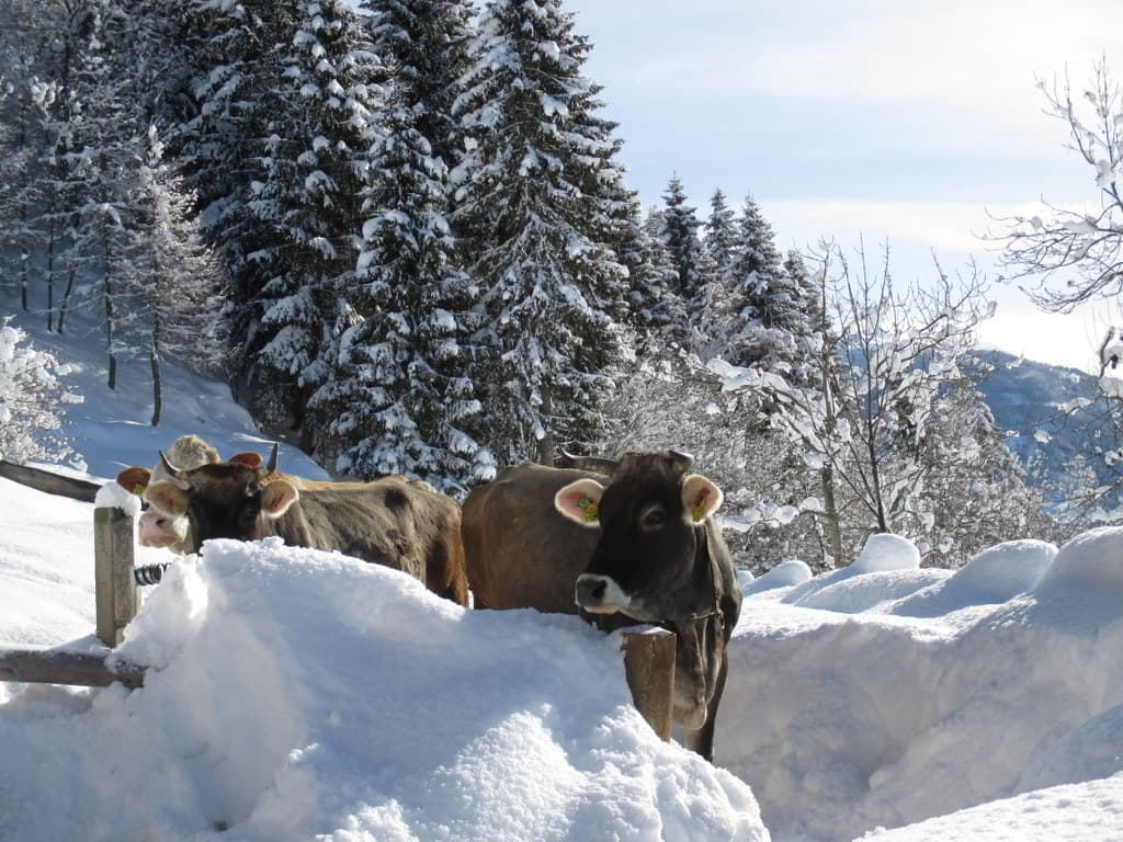 BIO-BAUERNHOF GERLHOF - Bild 6