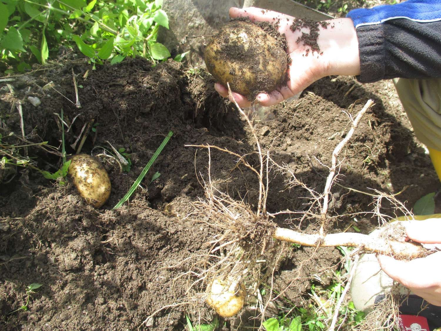 BIO-BAUERNHOF - Bild 4