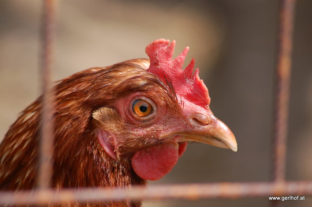 BIO-BAUERNHOF - Bild 7