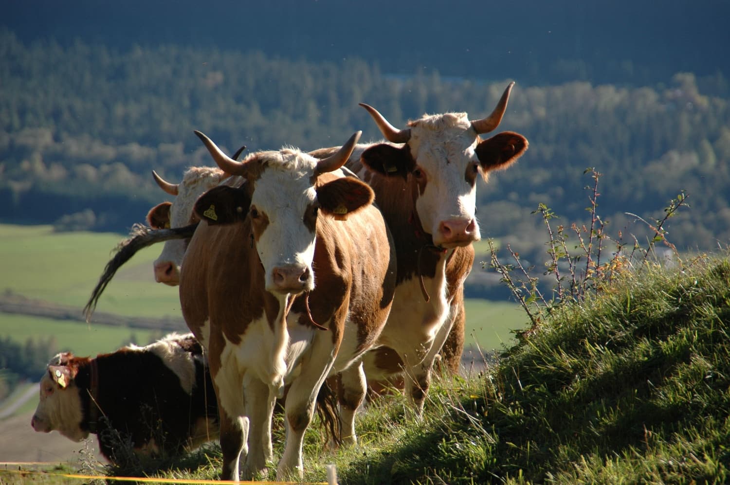 BIO-BAUERNHOF - Bild 8