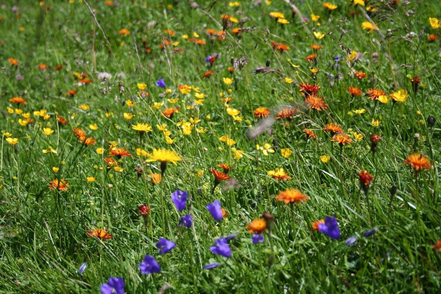 Nationalpark Hohe Tauern - Flora