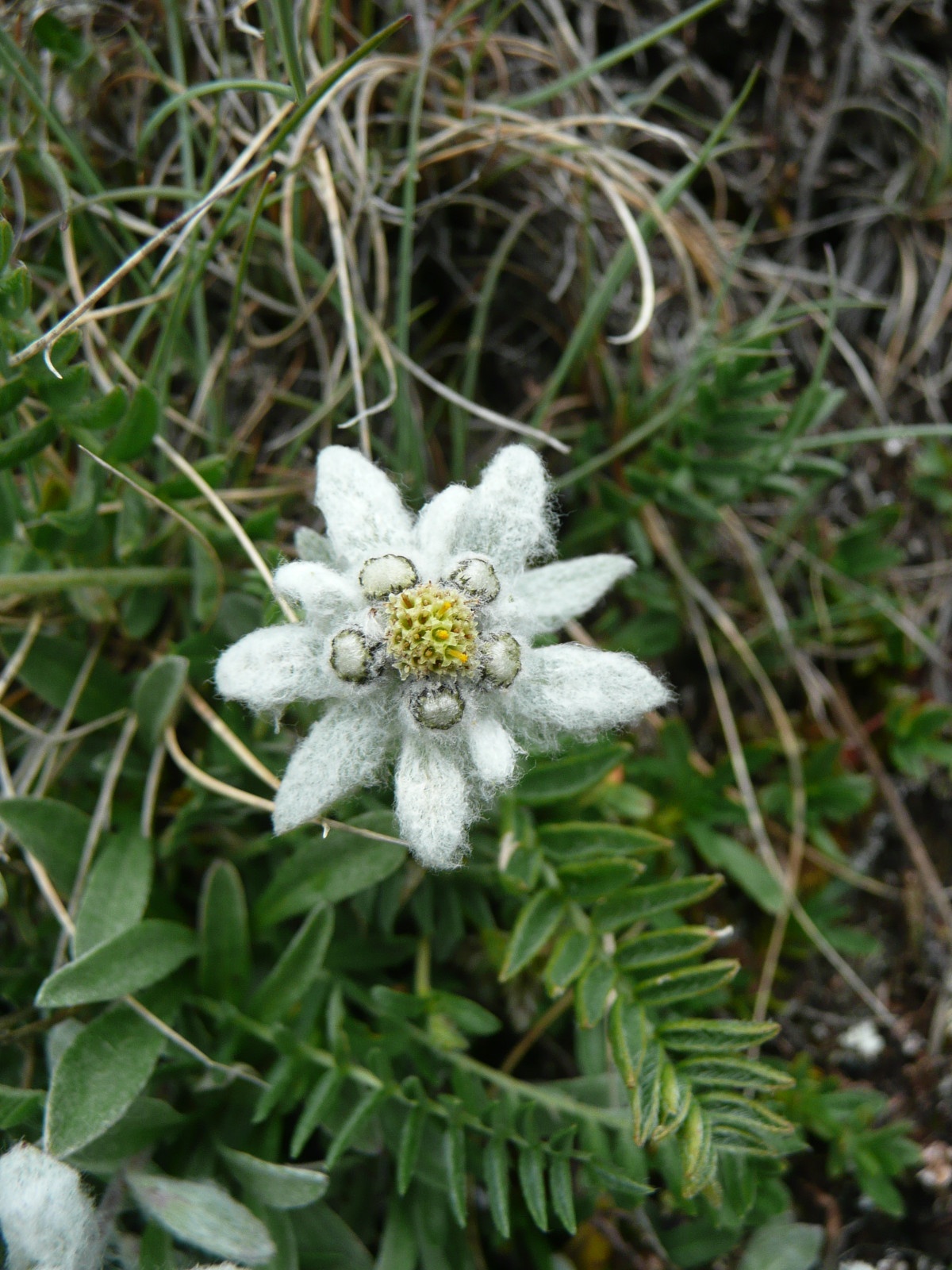 Nationalpark Hohe Tauern - Flora