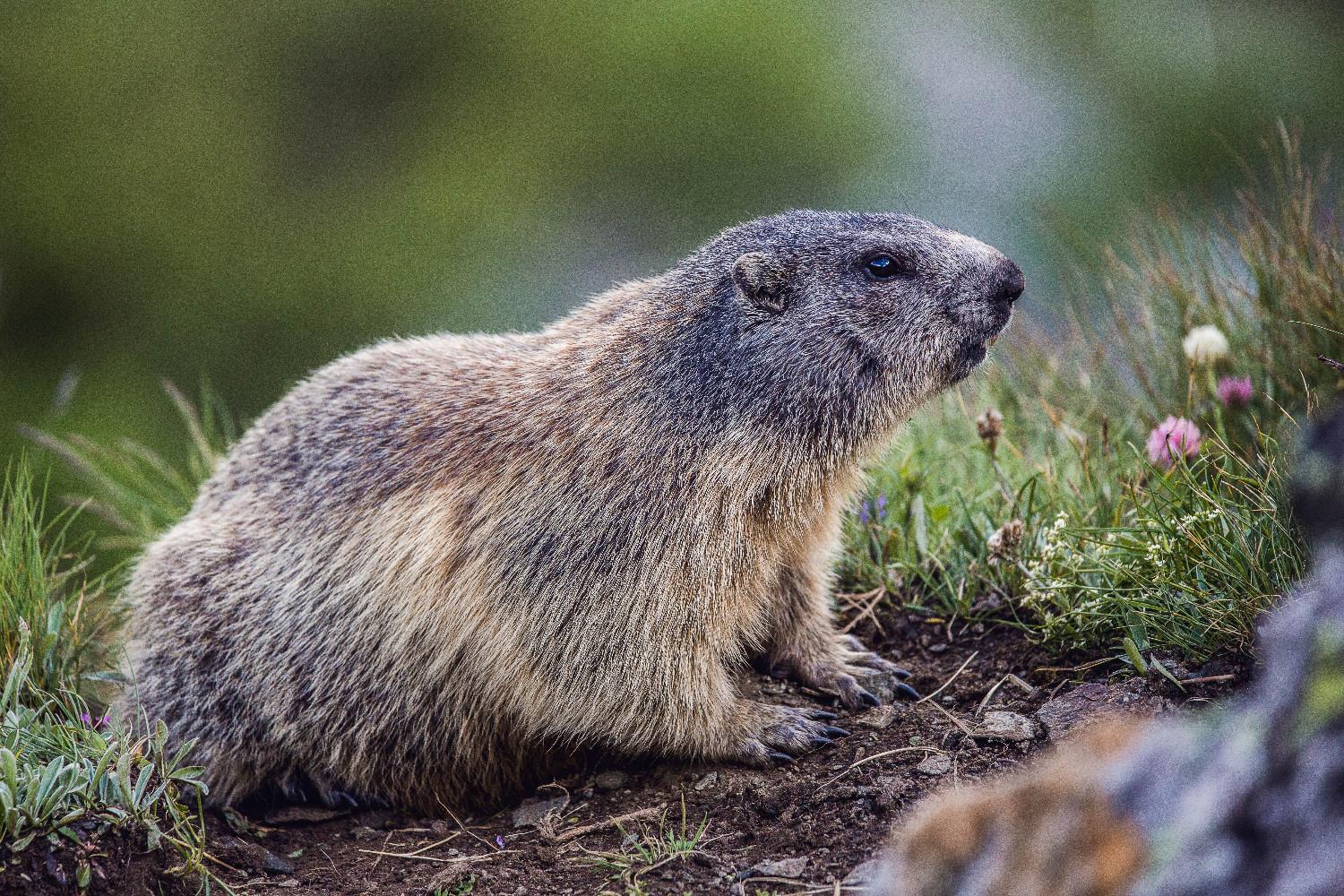 Nationalpark Hohe Tauern - Fauna