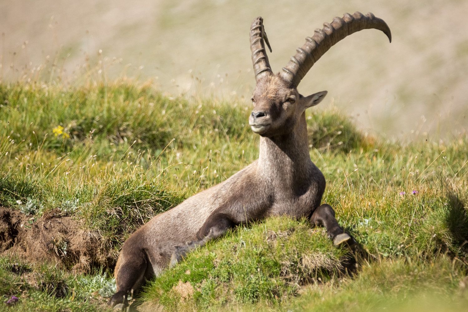 Nationalpark Hohe Tauern - Fauna