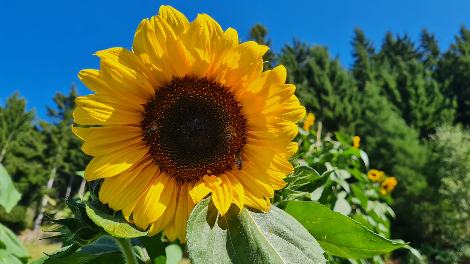Sonnenblumen am Hof – Bienenfutter